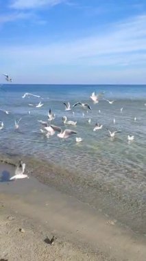 Beyaz kuğu ve birçok martı deniz dalgalarının yüzeyinde yüzer ve güneşli bir günde kıyıya yakın sularda uçar..