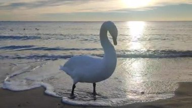 Güneşli bir sabahta deniz kıyısının kumlu kumsalında duran beyaz kuğu. Deniz kıyısındaki kumların üzerinde yuvarlanan deniz dalgaları yakınında uzun boyunlu büyük beyaz bir kuş. Doğa arkaplanı. Doğal arkaplan