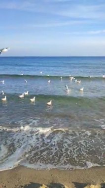 Birçok martı deniz dalgalarında yüzüyor. Birçok kuş, güneşli bir günde deniz kıyılarının kumlu sahillerinde deniz dalgalarının yüzeyinde yüzen beyaz martılardır. Doğa, vahşi doğal arka plan. Dikey