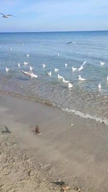 Birçok martı kıyıda denizin üzerinde süzülüyor. Birçok kuş, güneşli bir günde kumlu sahil sahillerinde yüzen, uçan ve deniz dalgalarının üzerinde daireler çizen beyaz martılardır. Doğa. Dikey