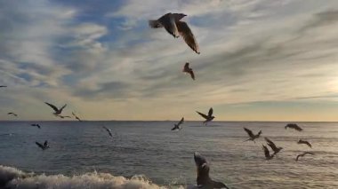 Şafak vakti deniz kıyısında martılar. Birçok beyaz martı şafak vakti deniz kıyısındaki kumlu sahilde uçuyor. Deniz kıyısındaki deniz dalgaları üzerinde daireler çizen martılar