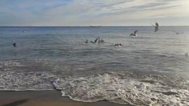 Güneşli bir sabahta deniz kıyısının kumlu sahilinde yüzen kuğu. Etrafta uçuşan bir sürü martı var. Mavi gökyüzünde bulutlarla parlayan güneş. Deniz dalgaları kıyıya vuruyor. Doğal arkaplan.