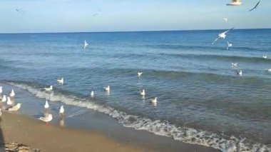 Birçok martı kıyıda denizin üzerinde süzülüyor. Birçok kuş, güneşli bir günde kumlu sahil sahillerinde yüzen, uçan ve deniz dalgalarının üzerinde daireler çizen beyaz martılardır. Doğa