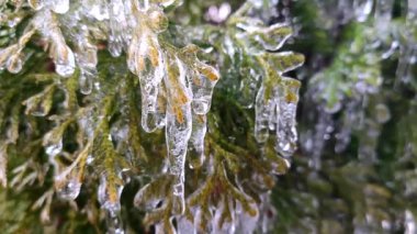 Ağaçların dallarında sarkıtlar var. İlkbahar günü, uzun, eriyen buzdan damlayan su damlaları çalıların yapraklarının üzerine düşer. Donmuş dallar. Doğa geçmişi. Doğal arkaplan