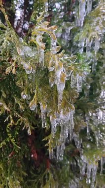 Ağaçların dallarında sarkıtlar var. Bahar günü, uzun, eriyen buzdan damlayan su damlaları çalı yapraklarının üzerine dökülür. Donmuş dallar. Doğa geçmişi. Doğal arkaplan Dikey