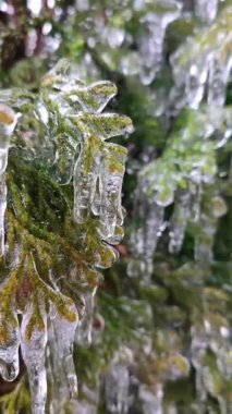 Ağaçların dallarında sarkıtlar var. Bahar günü, uzun, eriyen buzdan damlayan su damlaları çalı yapraklarının üzerine dökülür. Donmuş dallar. Doğa geçmişi. Doğal arkaplan Dikey