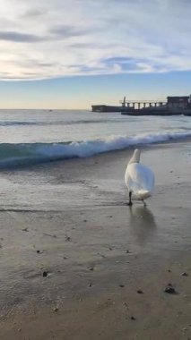 Kumun üzerinde duran büyük beyaz kuğu kuşu ve deniz kıyısının kumlu sahilinde tüyleri temizliyor. Deniz kıyısındaki kumların üzerinde yuvarlanan deniz dalgalarının yanında uzun boyunlu büyük beyaz bir kuş. Doğa, doğal arka plan. Dikey