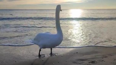 Güzel büyük kuş beyaz kuğu denizde. Kuş beyazı kuğu, güneşli bir sabahta deniz ve deniz dalgalarının arka planına karşı kumlu kumsalda duruyor. Uzun boyunlu ve beyaz tüylü bir kuş.