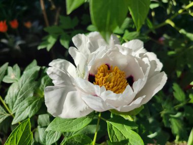 Güzel, büyük, beyaz, şakayık bir çiçek. Büyük beyaz taç yaprakları, sarı erkek çiçekleri ve güneşli bir günde yeşil yapraklarla çiçek açan şakayık çiçekleri. Bahar çiçekleri açıyor. Çiçekçilik. Çiçek açmış..