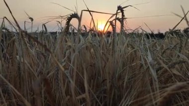 Gün batımında ve şafakta buğday tarlası. Kuru buğday başakları yakın çekim. Gün batımında parlayan güneşin arka planında birçok kuru buğday tanesi yetişiyor. Tarım geçmişi. Tarım Çiftliği
