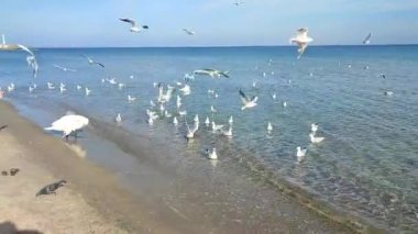 Güneşli bir günde, kumlu sahil sahilinde beyaz kuğu ve beyaz martıları besleyen bir adam. Bir büyük ve bir sürü küçük kuş kıyıya yakın temiz şeffaf sularda yemek yiyor.