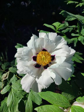 Güzel, büyük, beyaz, şakayık bir çiçek. Büyük beyaz taç yaprakları, sarı erkek çiçekleri ve güneşli bir günde yeşil yapraklarla çiçek açan şakayık çiçekleri. Bahar çiçekleri açıyor. Çiçekçilik. Çiçek açmış..