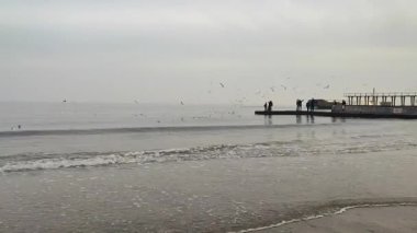 İnsanlar denizde iskelede duruyor ve bulutlu bir sonbahar gününde uçan martıları besliyor. Bir sürü beyaz martı iskelede duran insanların üzerinde uçuyor. Deniz kıyısı, kumlu sahil, sakin deniz. İnsanlar denizde dinleniyor.