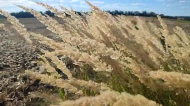 Kuru ot çiçekleri ile pek çok ağaç kökü güneşli bir yaz gününde rüzgarda savruluyor. Tarladaki rüzgârda sallanan tüy çimen çalısı. Yumuşak kabarık kamış tüyü otlarının bir çok fırçası