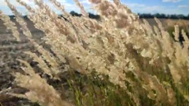 Kuru ot çiçekleri ile pek çok ağaç kökü güneşli bir yaz gününde rüzgarda savruluyor. Tarladaki rüzgârda sallanan tüy çimen çalısı. Yumuşak kabarık kamış tüyü otlarının bir çok fırçası