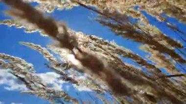 Birçok ağaç gövdesi kuru ot çiçekleri güneşli yaz günlerinde, mavi gökyüzünün arka planında rüzgarda sallanırlar. Tüylü otların çalıları rüzgarla savruluyor. Yumuşak kabarık kamış fırçaları