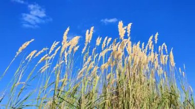 Kuru otların çalıları, güneşli yaz gününde beyaz bulutlarla mavi gökyüzünün arka planında rüzgarda sallanıyor. Kuru çimler, yeşil yapraklar. Yaygın Reed rüzgârda savruluyor. Vahşi doğa ortamı
