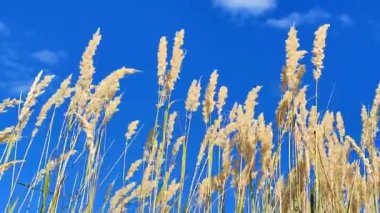 Kuru otların çalıları, güneşli yaz gününde beyaz bulutlarla mavi gökyüzünün arka planında rüzgarda sallanıyor. Kuru çimler, yeşil yapraklar. Yaygın Reed rüzgârda savruluyor. Vahşi doğa ortamı
