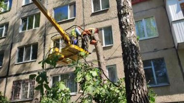 Bila Tserkva, Ukrayna, 25 Ağustos 2024: Ağaç budama. Belediye çalışanları inşaat sepetinde güneşli bir günde şehrin yakınlarındaki bir evde ağaç dallarını buduyorlar. Dalları kesen işçiler