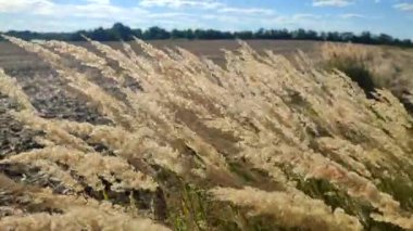 Kuru ot çiçekleri ile pek çok ağaç kökü güneşli bir yaz gününde rüzgarda savruluyor. Tarladaki rüzgârda sallanan tüy çimen çalısı. Yumuşak kabarık kamış tüyü otlarının bir çok fırçası