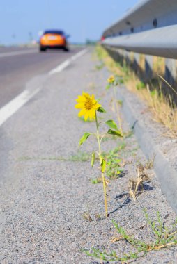 Sunflower flower growing on side road on sunny day. Blooming yellow flower on green stem with leaves growing on edge of road and cars passing by on sunny day. Concept of purposefulness, determination clipart