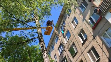 Bila Tserkva, Ukrayna, 25 Ağustos 2024: Ağaç budama. Belediye çalışanları inşaat sepetinde güneşli bir günde şehrin yakınlarındaki bir evde ağaç dallarını buduyorlar. Dalları kesen işçiler