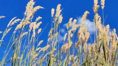 Kuru otların çalıları, güneşli yaz gününde beyaz bulutlarla mavi gökyüzünün arka planında rüzgarda sallanıyor. Kuru çimler, yeşil yapraklar. Yaygın Reed rüzgârda savruluyor. Vahşi doğa ortamı