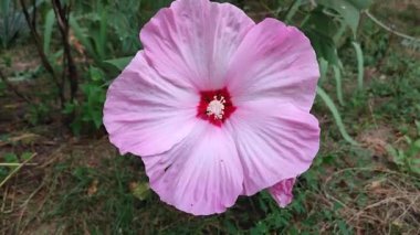 Herbaceous Hibiscus. Büyük çiçek açan bitkisel amber çiçeği. Geniş pembe taç yaprakları ergenlik döneminde toplanmış. Çiçek açan güzel bir bitki. Çiçek açıyor. Çiçek yetiştiren bitkiler