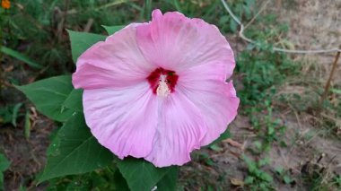 Herbaceous Hibiscus. Büyük çiçek açan bitkisel amber çiçeği. Geniş pembe taç yaprakları ergenlik döneminde toplanmış. Çiçek açan güzel bir bitki. Çiçek açıyor. Çiçek yetiştiren bitkiler
