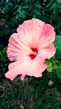 Herbaceous Hibiscus. Büyük çiçek açan bitkisel amber çiçeği. Geniş pembe taç yaprakları ergenlik döneminde toplanmış. Çiçek açan güzel bir bitki. Çiçek açıyor. Yetiştirme bitkileri dikey