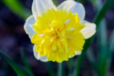 Yeşil saplı büyük sarı narsisli çiçek ve güneşli bahar gününde kara toprakta büyüyen yeşil yapraklar. Bitkisel çiçek nergis. Çiçek, taç yaprakları ve erkek organları. Doğa bitkileri