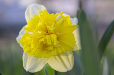 Yeşil saplı büyük sarı narsisli çiçek ve güneşli bahar gününde kara toprakta büyüyen yeşil yapraklar. Bitkisel çiçek nergis. Çiçek, taç yaprakları ve erkek organları. Doğa bitkileri
