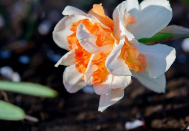 Narcissus yaklaş. Beyaz turuncu yapraklı güzel çiçek, erkek organlar ve yeşil yapraklar güneşli bahar gününde toprakta yetişir. Seçici üreme. Yapay olarak yetiştirilmiş bitki. Tarımsal nergis otu.