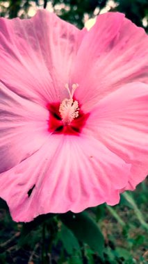 Herbaceous Hibiscus. Büyük çiçek açan bitkisel amber çiçeği. Geniş pembe taç yaprakları ergenlik döneminde toplanmış. Çiçek açan güzel bir bitki. Çiçek açıyor. Yetiştirme bitkileri dikey