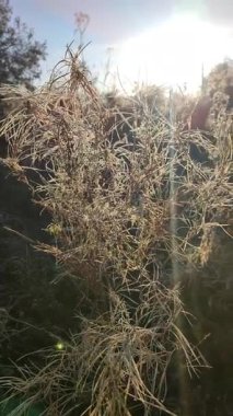 Sonbaharda, güneşli bir sonbahar gününde, kır bitkisi beyaz buzla kaplıdır. Sabahın erken saatlerinde parlayan güneş tarafından aydınlatılan beyaz buzla kaplı küçük bir çalılığın dalları. Dikey