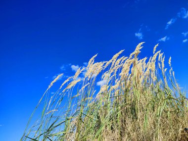 Kuru otların çalıları, güneşli yaz gününde beyaz bulutlarla mavi gökyüzünün arka planında rüzgarda sallanıyor. Kuru çimler, yeşil yapraklar. Yaygın Reed rüzgârda savruluyor. Vahşi doğa ortamı