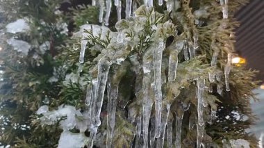 Ağaçların dallarında sarkıtlar var. İlkbahar günü, uzun, eriyen buzdan damlayan su damlaları çalıların yapraklarının üzerine düşer. Donmuş dallar. Doğa geçmişi. Doğal arkaplan