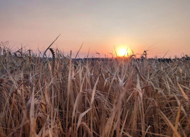Gün batımında ve şafakta buğday tarlası. Kuru buğday başakları yakın çekim. Gün batımında parlayan güneşin arka planında birçok kuru buğday tanesi yetişiyor. Tarım geçmişi. Tarım Çiftliği