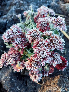 Small red blooming chrysanthemum flowers covered white frost close-up. Blossoming flower with small red petals and white frost in black ground. Frosts. Nature. Garden. Environment. Natural background clipart