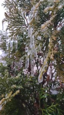 Her zaman yeşil olan thuja dalları üzerinde uzun buz sarkıtları. Bahar günü, uzun, eriyen buzdan damlayan su damlaları çalı yapraklarının üzerine dökülür. Donmuş dallar. Doğa geçmişi. Doğal arkaplan Dikey