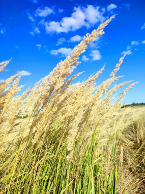 Güneşli bir yaz gününde, mavi gökyüzünün arka planında rüzgarda sallanan birçok kuru tüy çimeni. Kuru çimler, yeşil yapraklar. Yaygın Reed rüzgârda savruluyor. Vahşi doğa ortamı