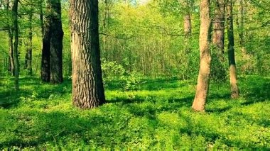 Güneşli bir bahar gününde parktaki ağaçların ve çalıların manzarası. Kahverengi ağaç gövdeleri ve parkta taze yapraklar ve yeşil çimenler. Doğa Ormanı. Doğal arka plan. Manzara