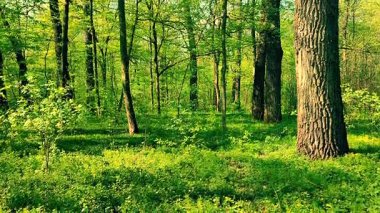 Güneşli bir bahar gününde parktaki ağaçların ve çalıların manzarası. Kahverengi ağaç gövdeleri ve parkta taze yapraklar ve yeşil çimenler. Doğa Ormanı. Doğal arka plan. Manzara