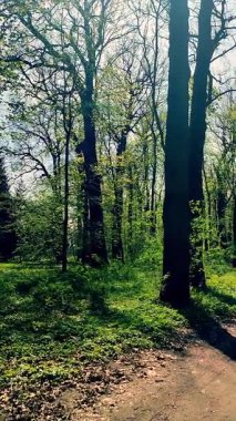 Güneşli bir bahar gününde parktaki parlak yeşil yapraklı ağaçların manzarası. Koyu kahverengi ağaç gövdeleri genç taze yapraklar ve güneşli bir günde parkta yeşil çimenler. Doğa. Doğal arka plan. Dikey
