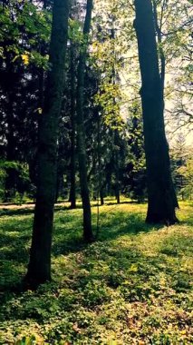 Güneşli bir bahar gününde parktaki parlak yeşil yapraklı ağaçların manzarası. Koyu kahverengi ağaç gövdeleri genç taze yapraklar ve güneşli bir günde parkta yeşil çimenler. Doğa. Doğal arka plan. Dikey