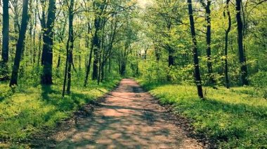 Toprak yol manzarası, taze yeşil yaprakları olan uzun ağaçlar, çalılar, güneşli bahar gününde yeşil çimenler. Ağaçlar ve çalılar arasındaki yeşil yapraklı toprak yol. Doğa. Doğal arkaplan