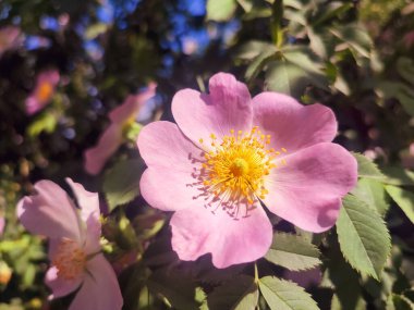 Güneşli yaz gününde çalılıklarda pembe gül çiçeği. Güllük gülistanlık. Yeşil yapraklı bir çalılıkta çiçek açan bir sürü sarı gül goncası olan pembe taç yaprakları. Doğal güneş ışığı. Doğa doğal.