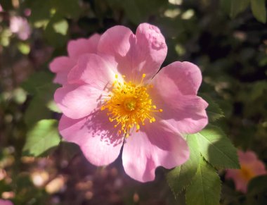 Güneşli yaz gününde çalılıklarda pembe gül çiçeği. Güllük gülistanlık. Yeşil yapraklı bir çalılıkta çiçek açan bir sürü sarı gül goncası olan pembe taç yaprakları. Doğal güneş ışığı. Doğa doğal.