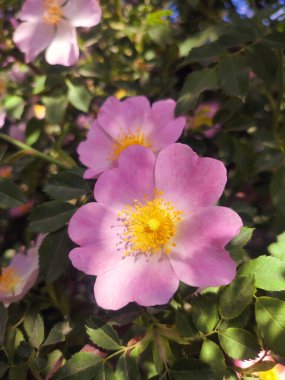 Güneşli yaz gününde çalılıklarda pembe gül çiçeği. Güllük gülistanlık. Yeşil yapraklı bir çalılıkta çiçek açan bir sürü sarı gül goncası olan pembe taç yaprakları. Doğal güneş ışığı. Doğa doğal.