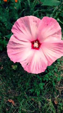 Herbaceous Hibiscus. Büyük çiçek açan bitkisel amber çiçeği. Geniş pembe taç yaprakları ergenlik döneminde toplanmış. Çiçek açan güzel bir bitki. Çiçek açıyor. Yetiştirme bitkileri dikey